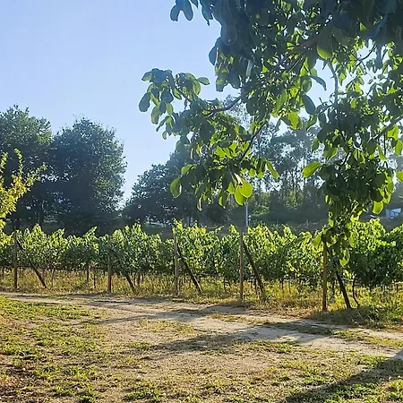 Quinta Do Ribeiro Garden House