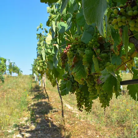 Villa Quinta Do Ribeiro Garden House Lousada