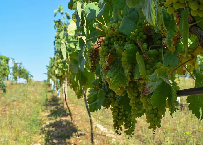 Villa Quinta Do Ribeiro Garden House Lousada